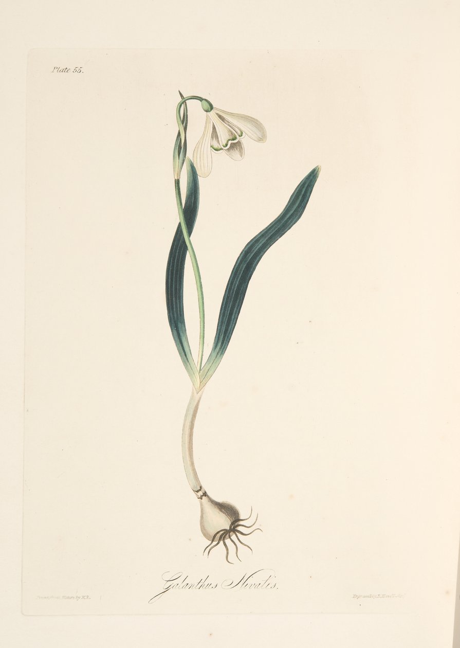 常见的雪花莲，从四季花卉插图，酒吧。 1829年（手工彩色雕刻） 作者 玛格丽特·罗斯科（Margaret Roscoe）