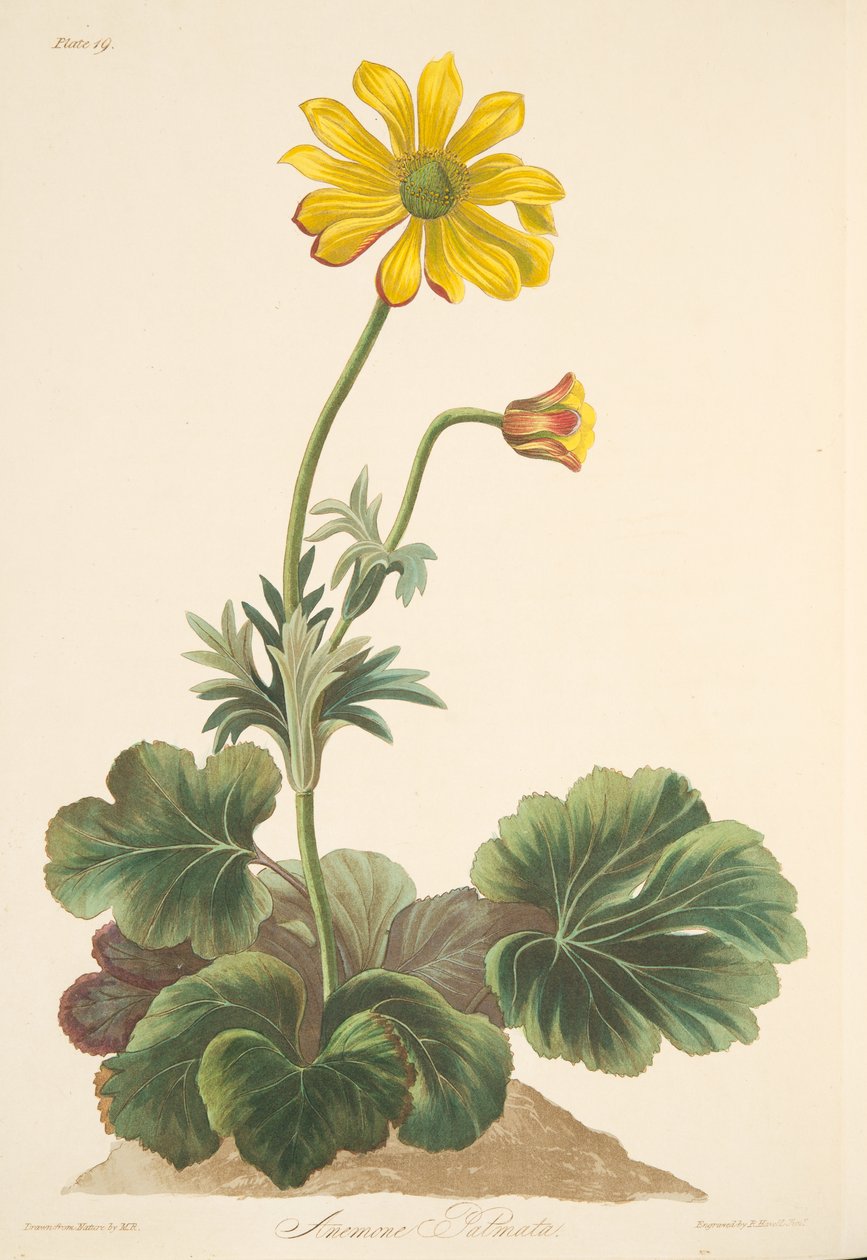 仙客来叶子，来自四季花卉插图，酒吧。 1829年（手工彩色雕刻） 作者 玛格丽特·罗斯科（Margaret Roscoe）