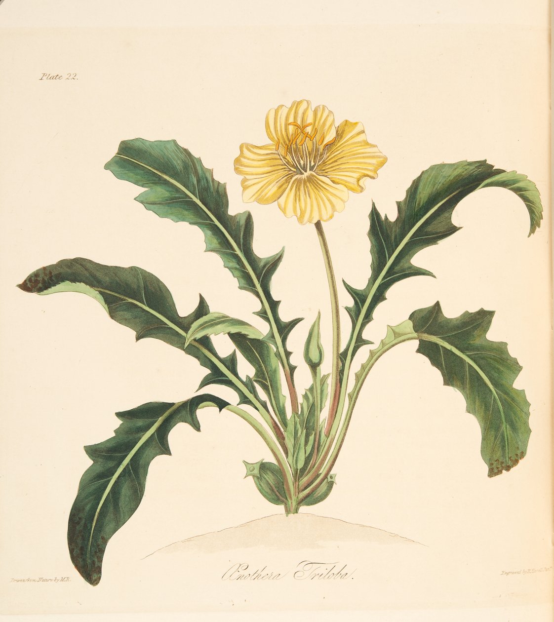 蒲公英留下月见草，从季节的花卉插图，酒吧。 1829年（手工彩色雕刻） 作者 玛格丽特·罗斯科（Margaret Roscoe）