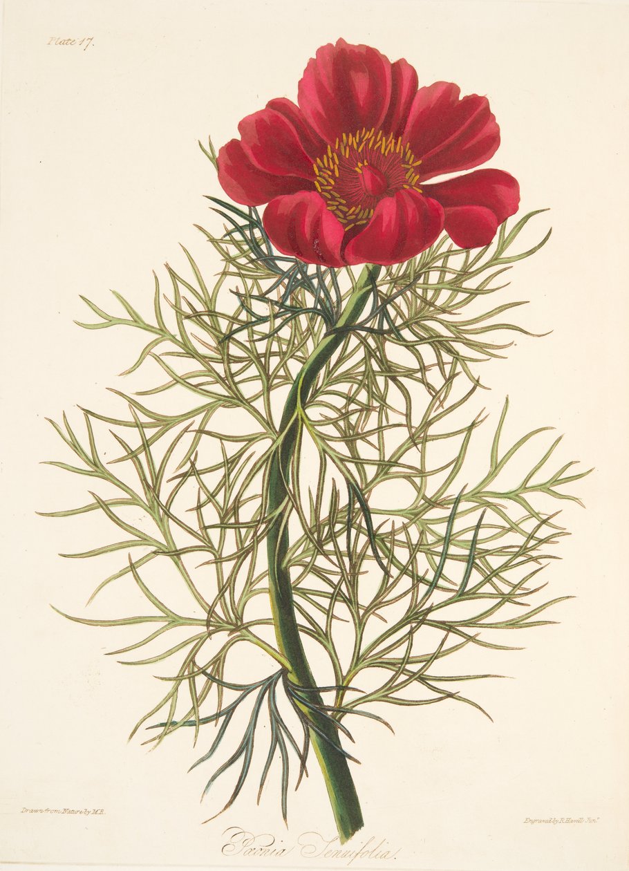 Fine Leaved Paeony，来自四季花卉插图，酒吧。 1829年（手工彩色雕刻） 作者 玛格丽特·罗斯科（Margaret Roscoe）