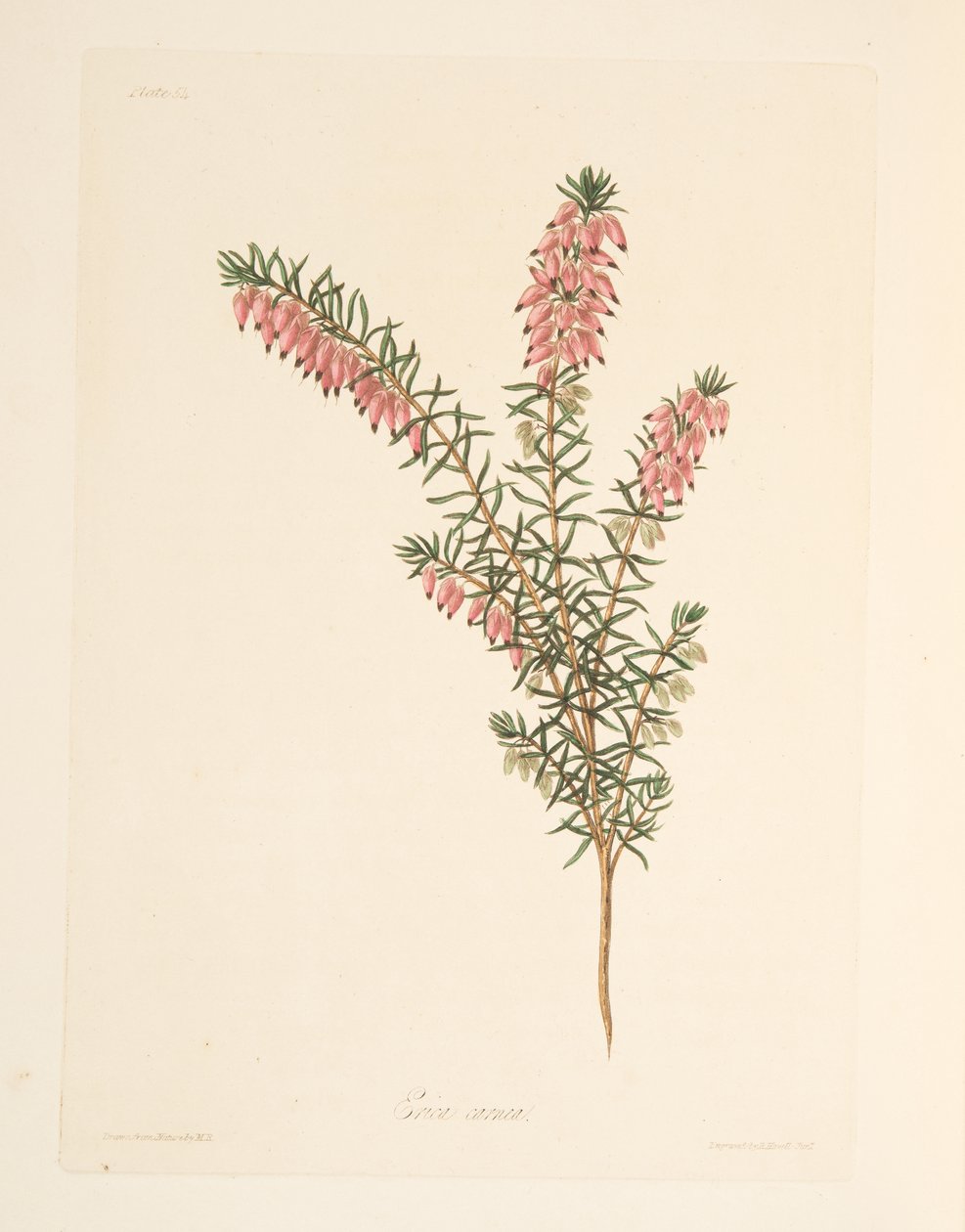 肉色，早期流动的希思，来自四季花卉插图，酒吧。 1829年（手工彩色雕刻） 作者 玛格丽特·罗斯科（Margaret Roscoe）