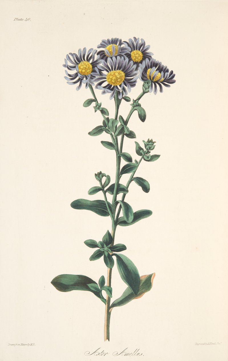 意大利紫菀，来自四季花卉插图，酒吧。 1829年（手工彩色雕刻） 作者 玛格丽特·罗斯科（Margaret Roscoe）