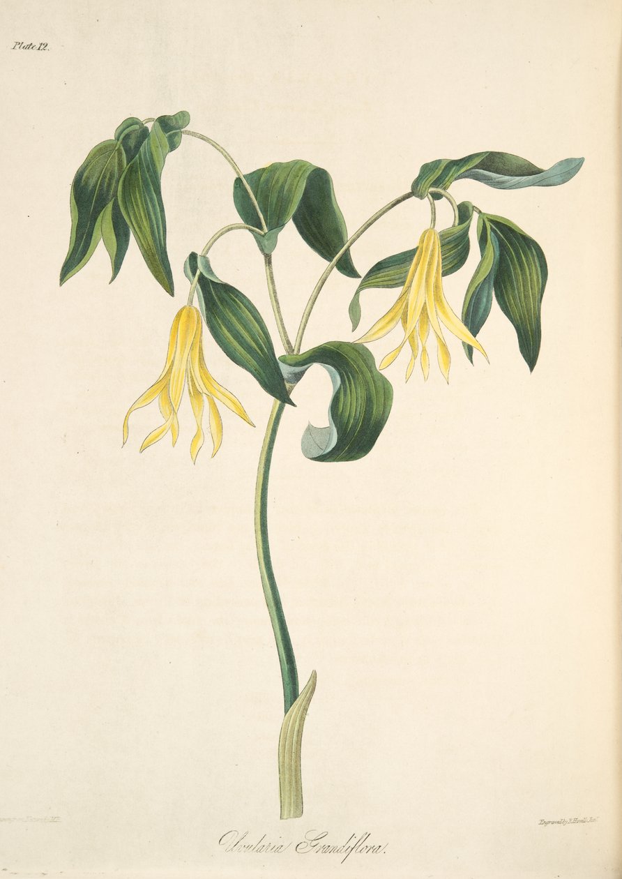 大花的Bellwort，从季节的花卉插图，酒吧。 1829年（手工彩色雕刻） 作者 玛格丽特·罗斯科（Margaret Roscoe）