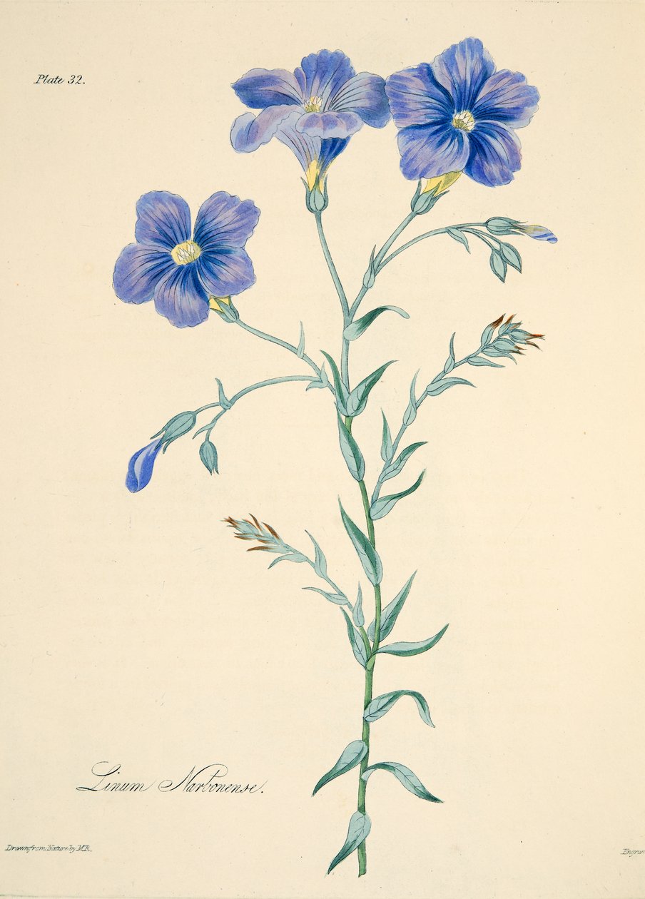 纳博讷亚麻，来自四季花卉插图，酒吧。 1829年（手工彩色雕刻） 作者 玛格丽特·罗斯科（Margaret Roscoe）