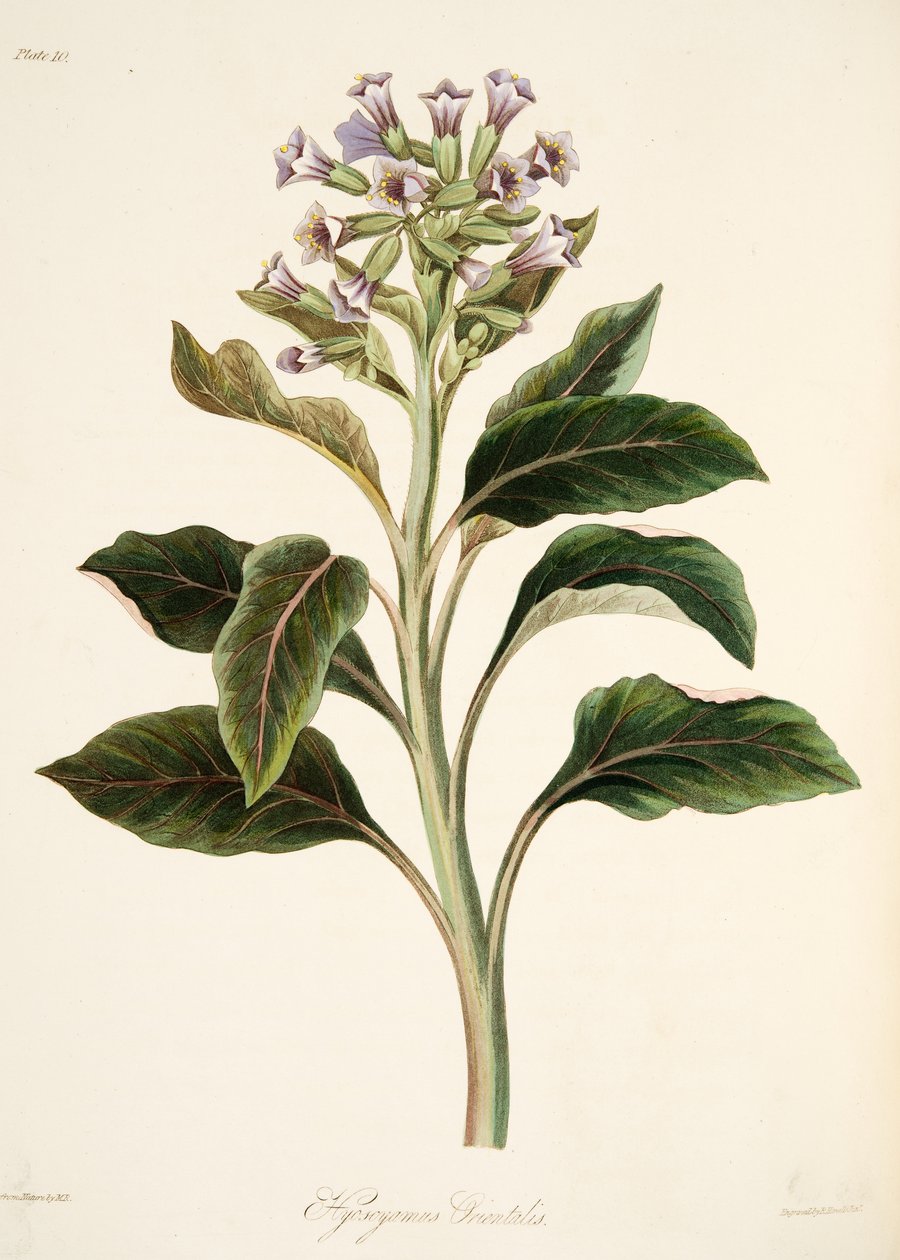 东方Hyoscyamus，从季节的花卉插图，酒吧。 1829年（手工彩色雕刻） 作者 玛格丽特·罗斯科（Margaret Roscoe）