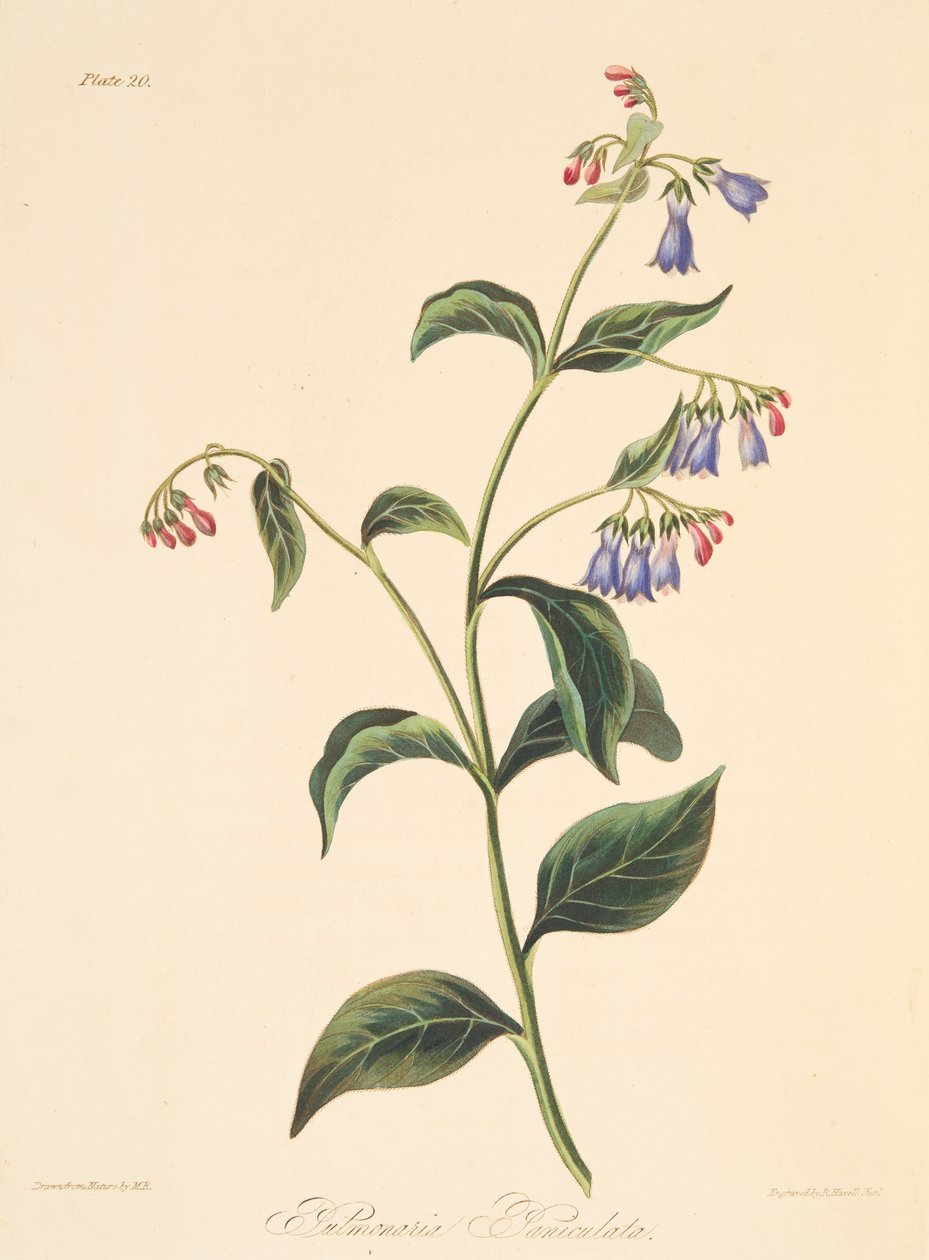 Panwled Lungwort，来自四季花卉插图，酒吧。 1829年（手工彩色雕刻） 作者 玛格丽特·罗斯科（Margaret Roscoe）