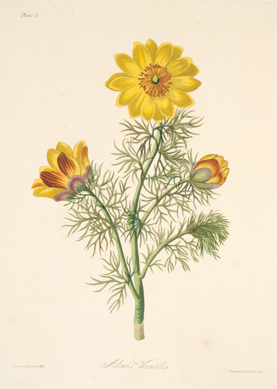 多年生阿多尼斯，来自四季花卉插图，酒吧。 1829年（手工彩色雕刻） 作者 玛格丽特·罗斯科（Margaret Roscoe）