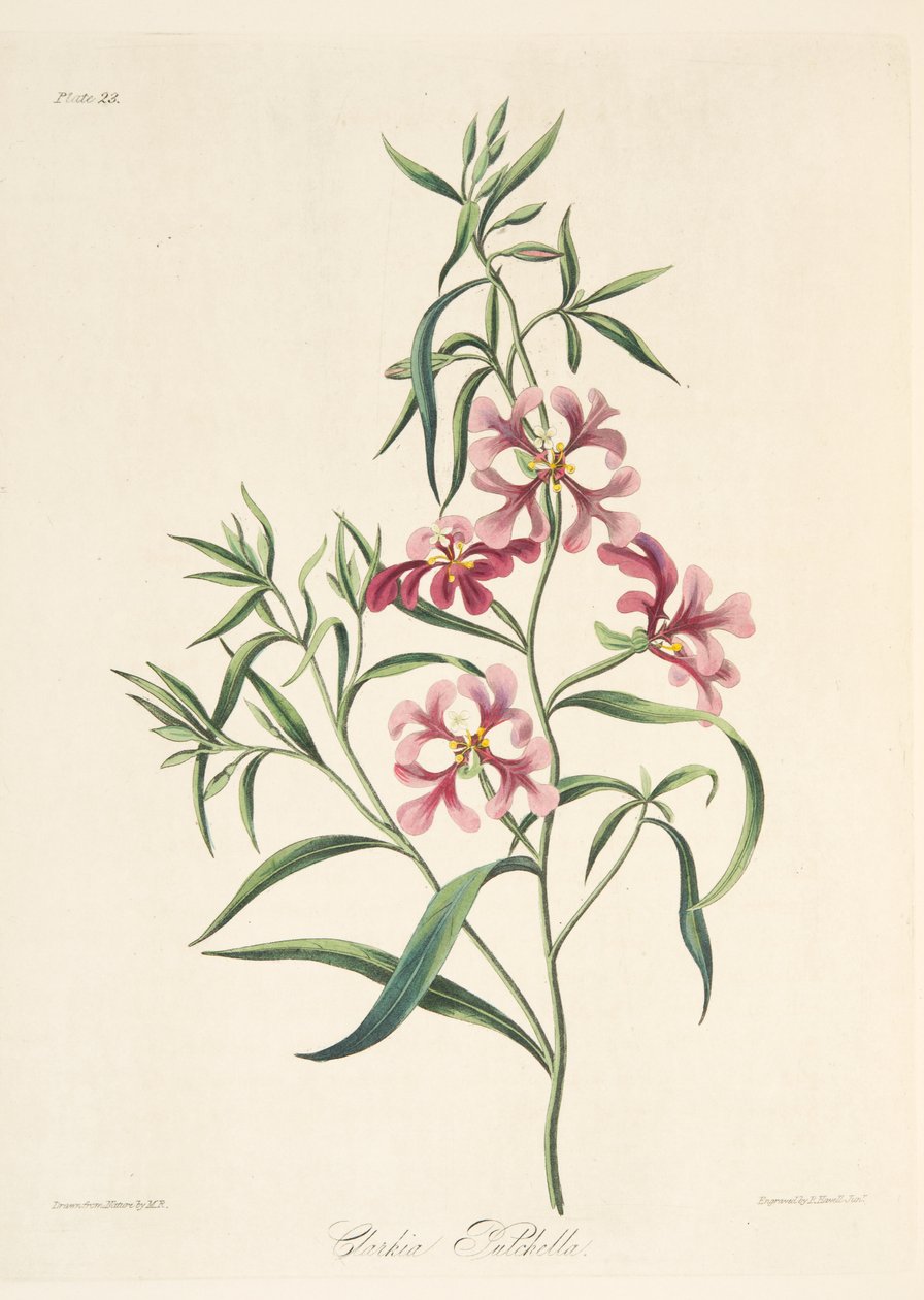 漂亮的Clarkia，来自四季花卉插图，酒吧。 1829年（手工彩色雕刻） 作者 玛格丽特·罗斯科（Margaret Roscoe）