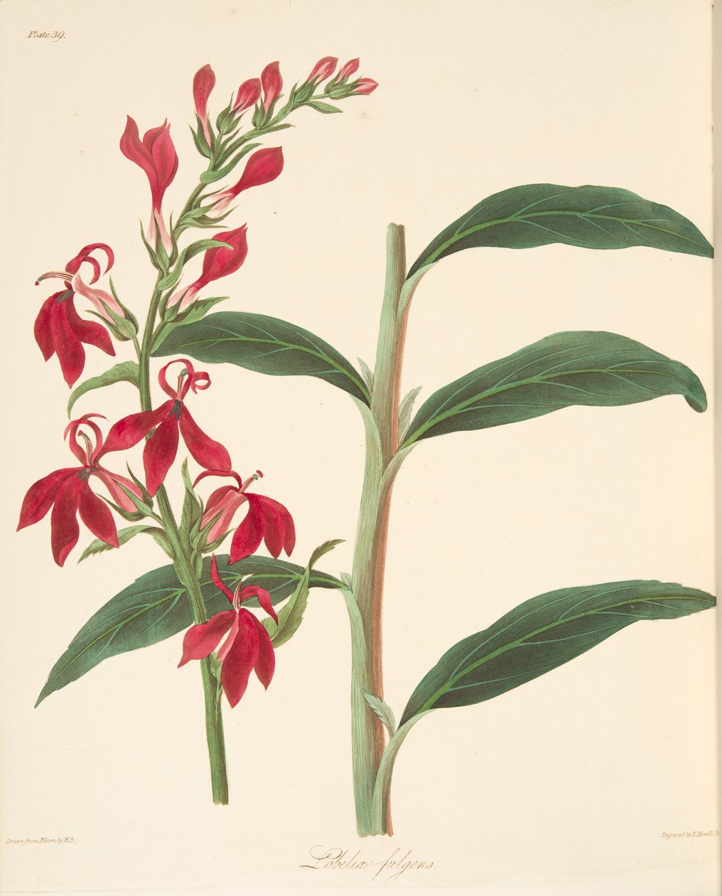 Refulgent Lobelia，来自四季花卉插图，酒吧。 1829年（手工彩色雕刻） 作者 玛格丽特·罗斯科（Margaret Roscoe）