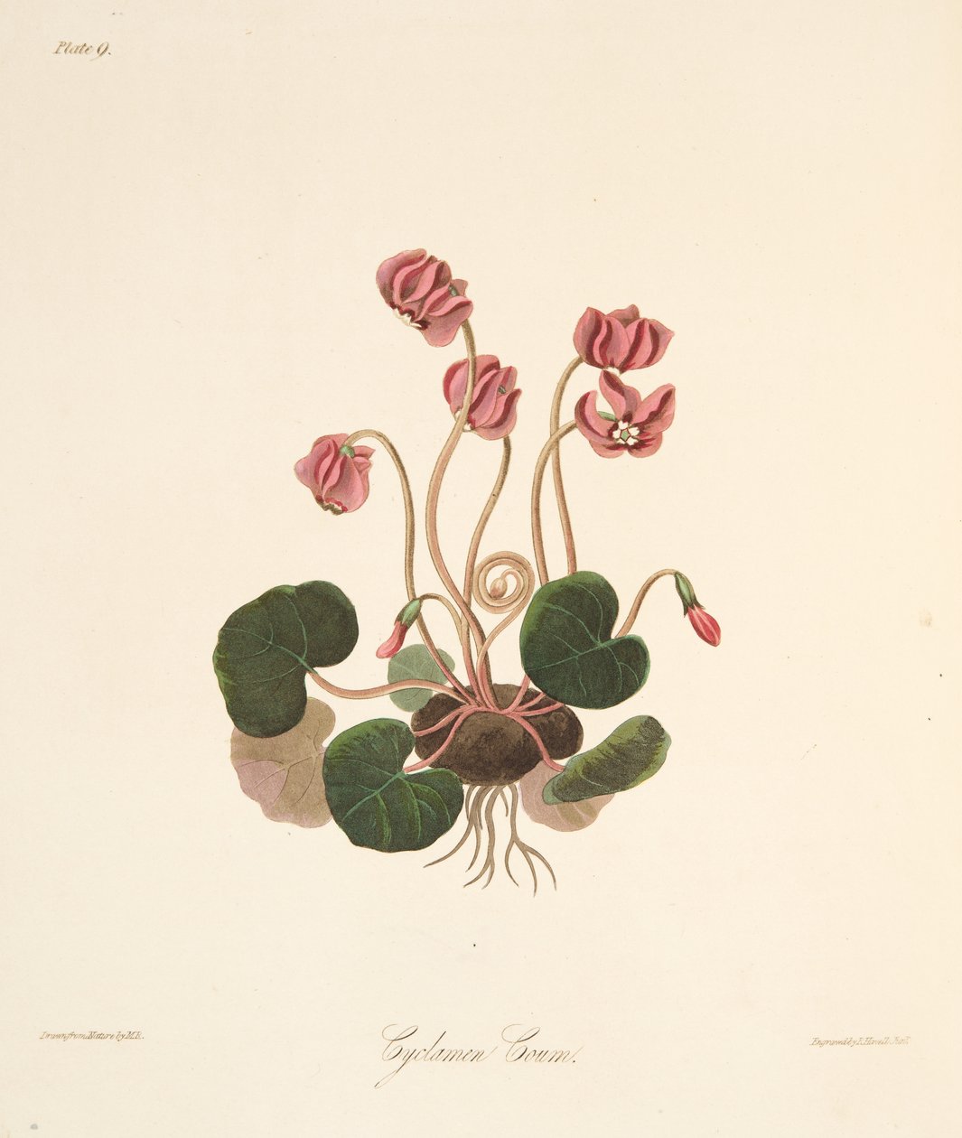 Round Leaved Cyclamen，来自四季花卉插图，酒吧。 1829年（手工彩色雕刻） 作者 玛格丽特·罗斯科（Margaret Roscoe）