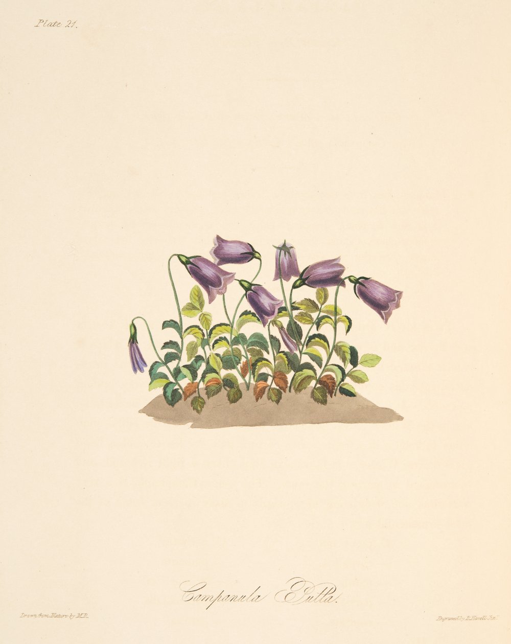 赤褐色的钟花，来自四季花卉插图，酒吧。 1829年（手工彩色雕刻） 作者 玛格丽特·罗斯科（Margaret Roscoe）