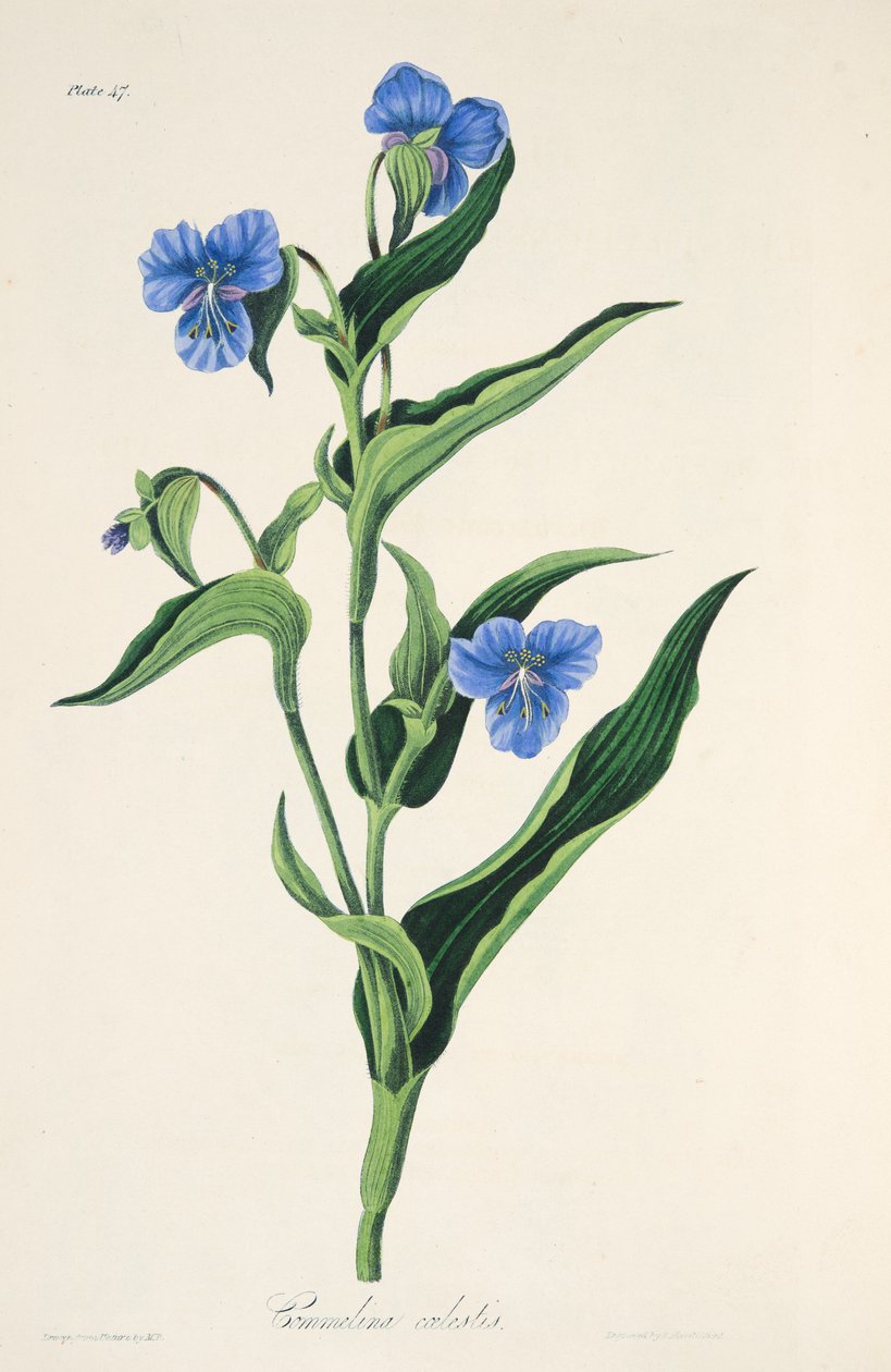 天蓝色的Commelina，来自四季花卉插图，酒吧。 1829年（手工彩色雕刻） 作者 玛格丽特·罗斯科（Margaret Roscoe）