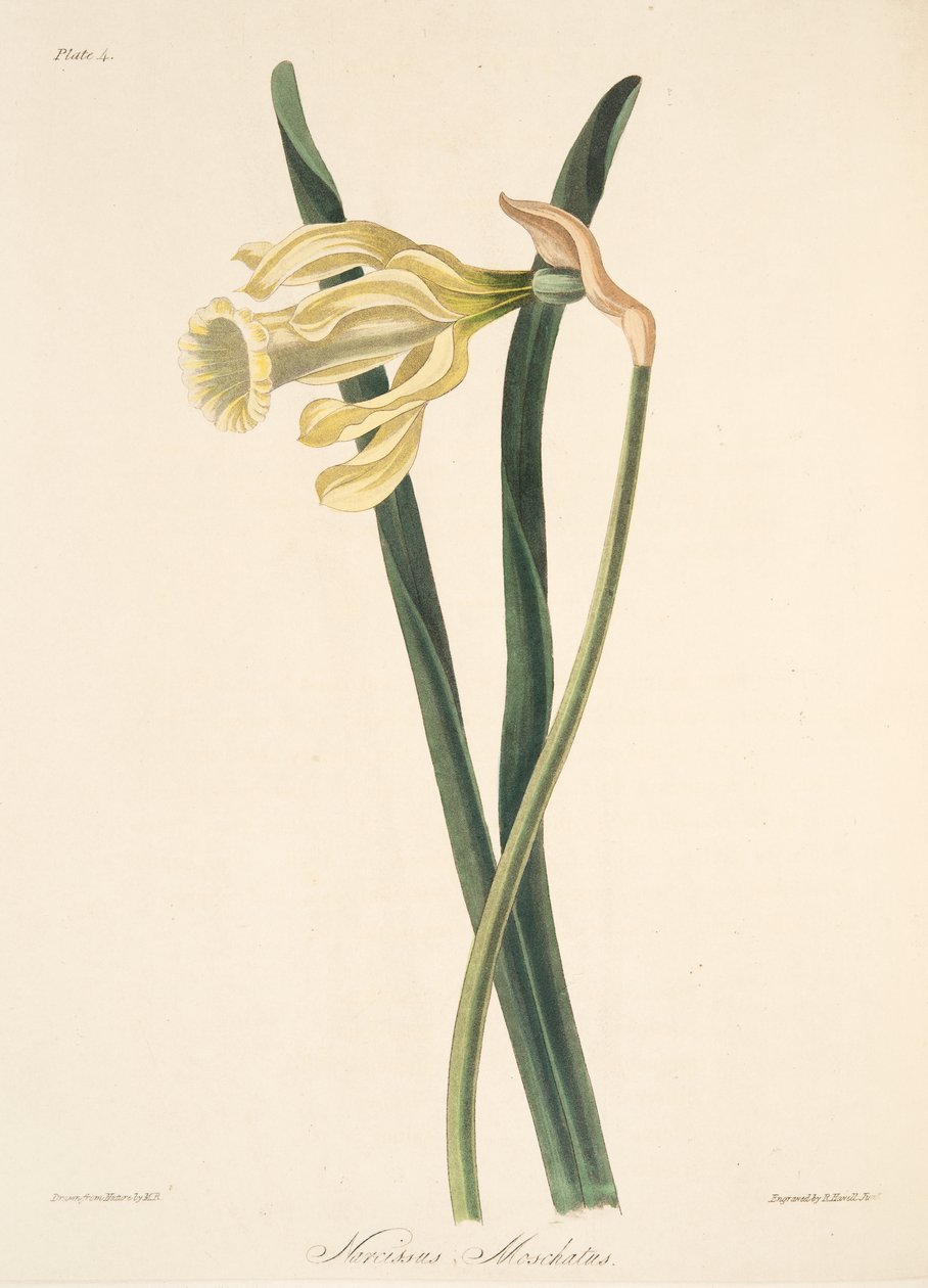 西班牙水仙花，来自四季花卉插图，酒吧。 1829年（手工彩色雕刻） 作者 玛格丽特·罗斯科（Margaret Roscoe）