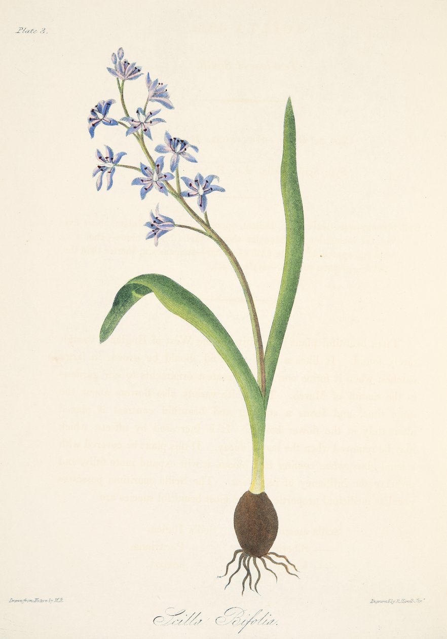 双叶Squill，来自四季花卉插图，酒吧。 1829年（手工彩色雕刻） 作者 玛格丽特·罗斯科（Margaret Roscoe）
