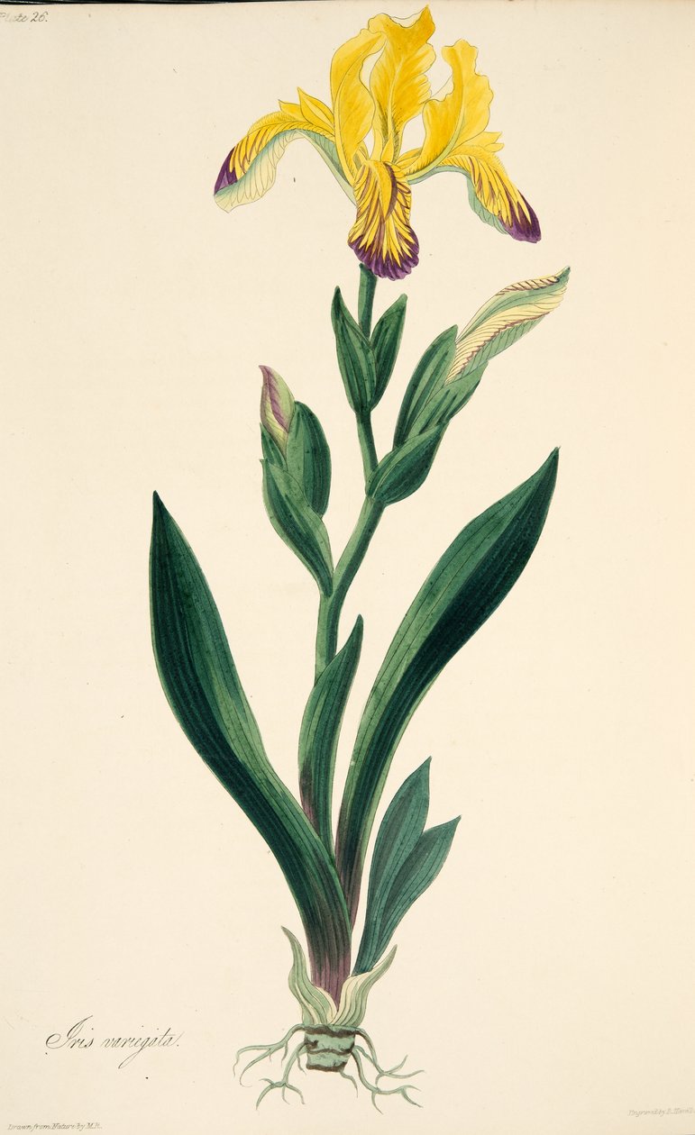 杂色的虹膜，来自四季花卉插图，酒吧。 1829年（手工彩色雕刻） 作者 玛格丽特·罗斯科（Margaret Roscoe）
