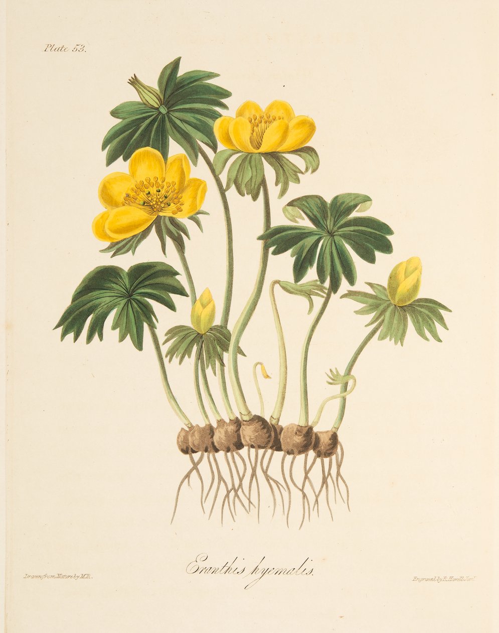 冬季附子，来自四季花卉插图，酒吧。 1829年（手工彩色雕刻） 作者 玛格丽特·罗斯科（Margaret Roscoe）