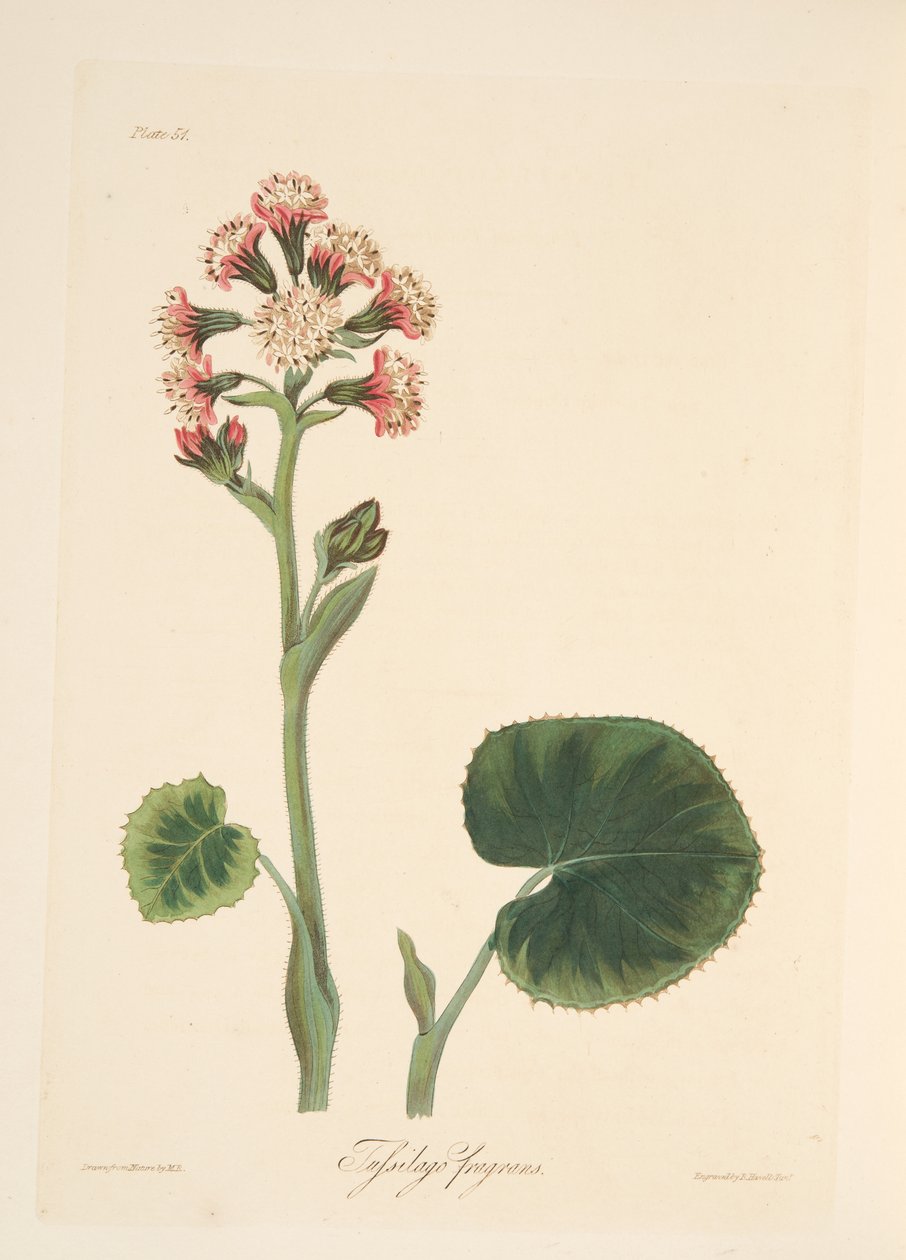 冬季天蝎座，来自四季花卉插图，酒吧。 1829年（手工彩色雕刻） 作者 玛格丽特·罗斯科（Margaret Roscoe）