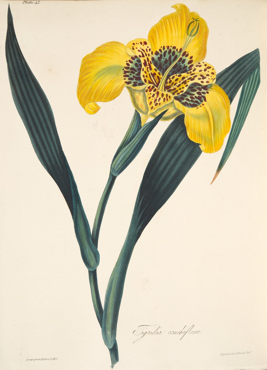 Yellow-flowerd Tigridia，来自四季花卉插图，酒吧。 1829年（手工彩色雕刻） 作者 玛格丽特·罗斯科（Margaret Roscoe）
