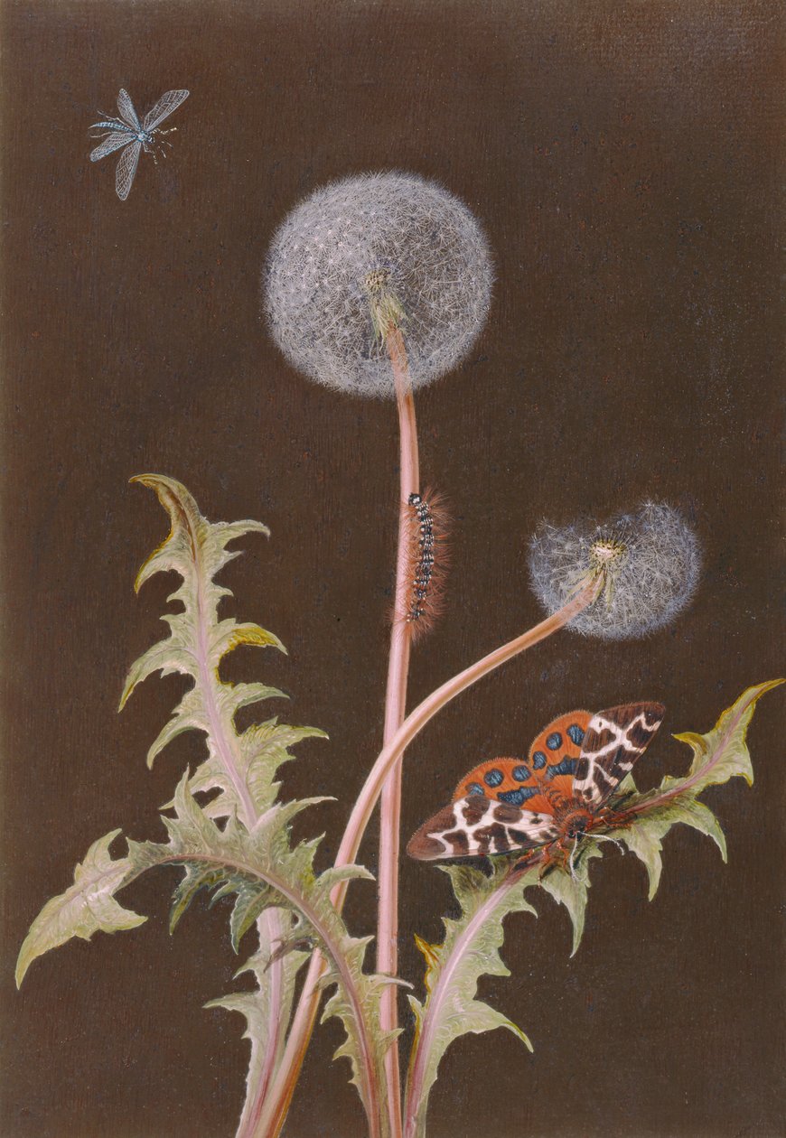 PD.380-1973蒲公英（Taraxacum officinale）与昆虫（卡上的水粉和水粉） 作者 玛格丽特·芭芭拉·迪茨施