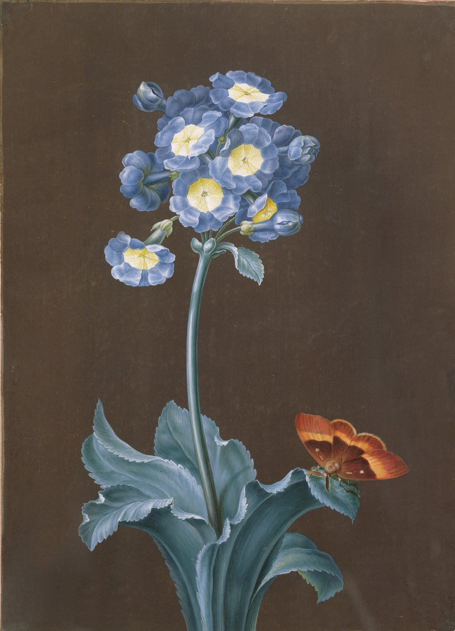 Primula Auricula with Moth（水粉） 作者 玛格丽特·芭芭拉·迪茨施