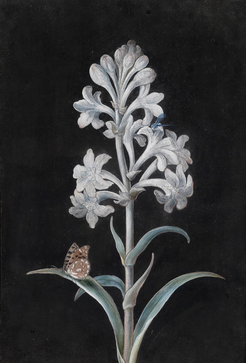 白色Hycinthe与昆虫 作者 玛格丽特·芭芭拉·迪茨施