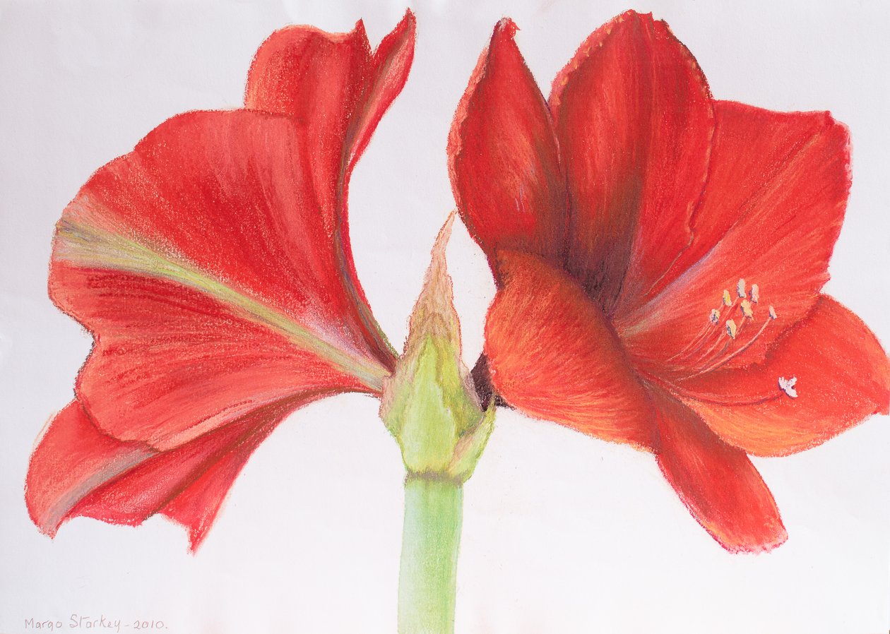 Amaryllis，2015（粉彩） 作者 玛戈斯塔基