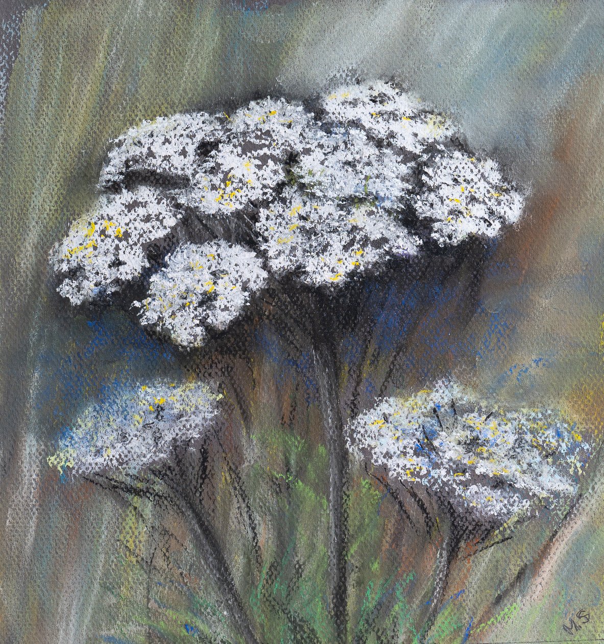 牛芹（Anthriscus Sylvestris），2021年（粉彩）。 作者 玛戈斯塔基