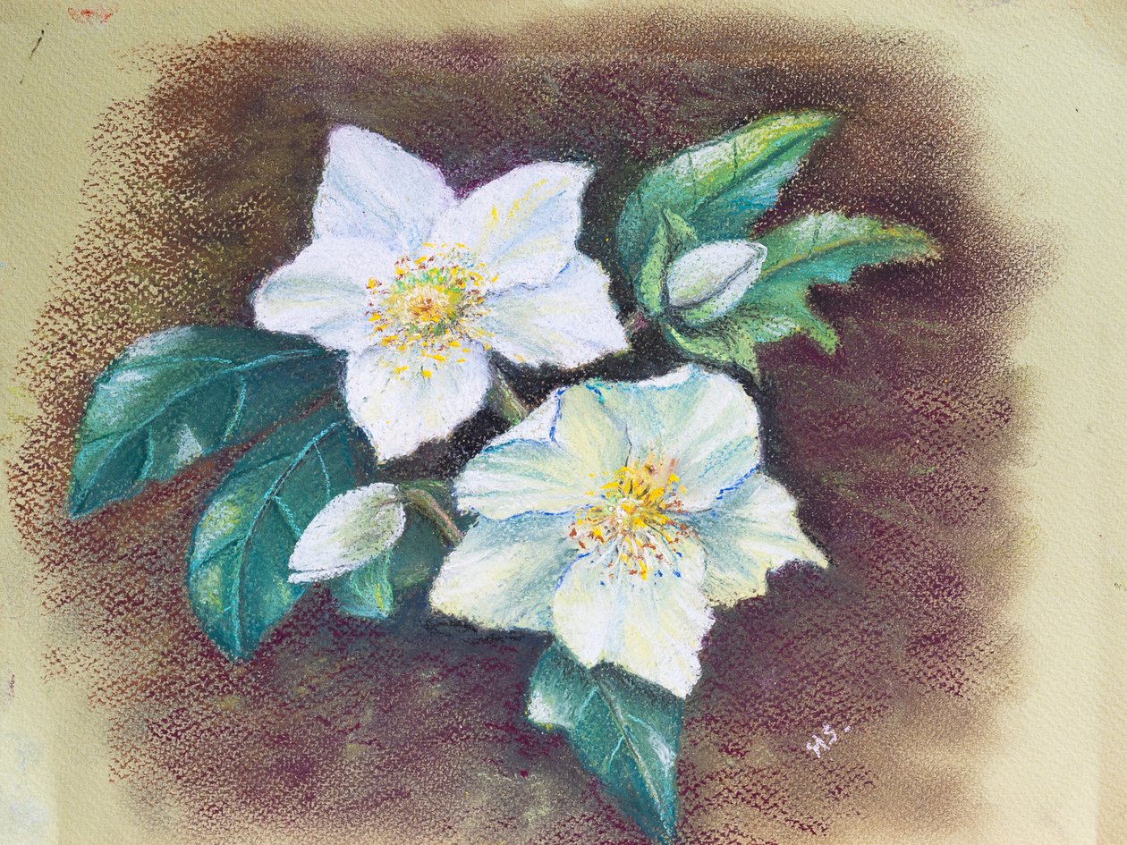Helleborus, 2020 (粉彩) 作者 玛戈斯塔基