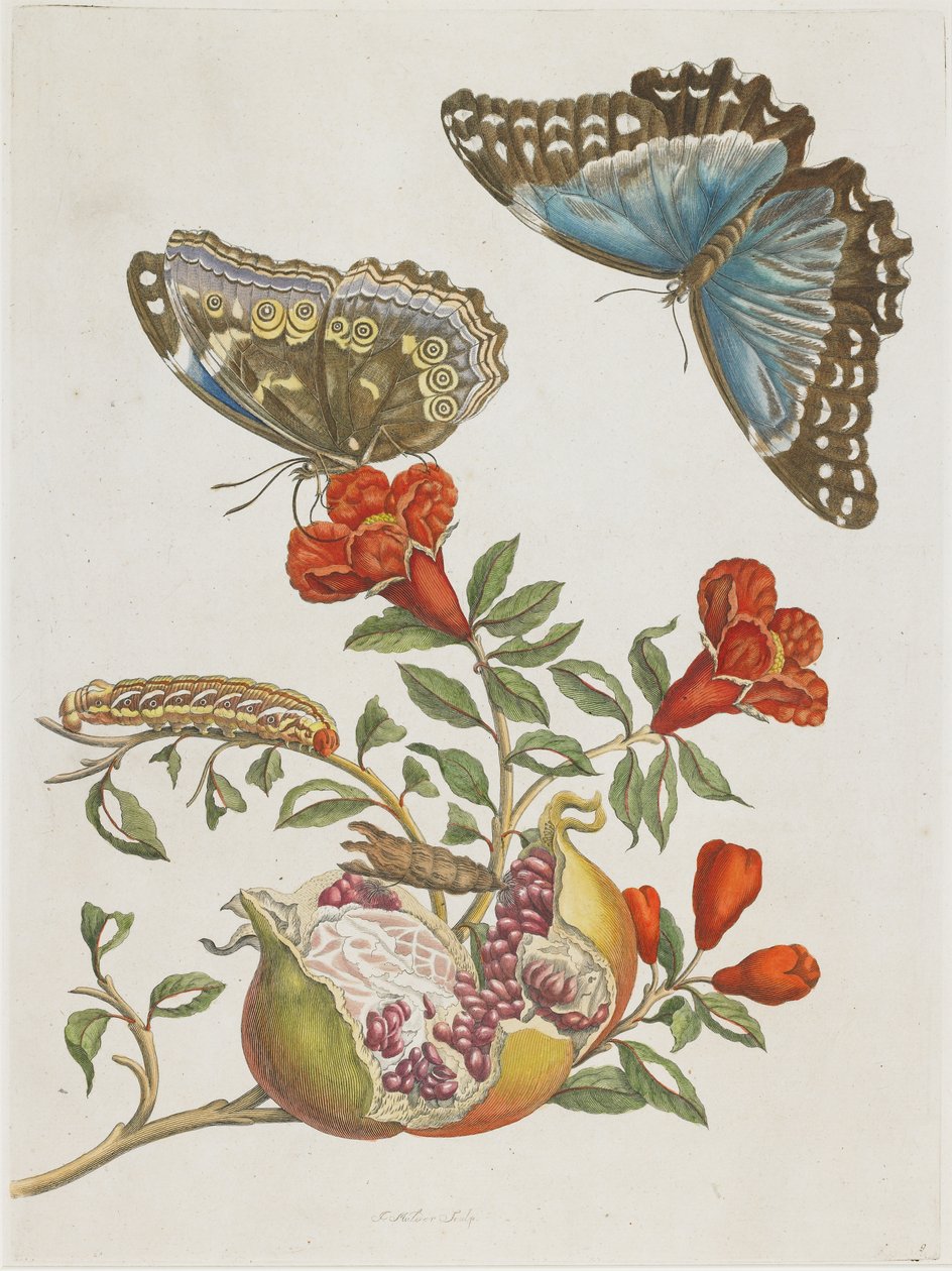 蓝色蝴蝶和石榴，1705-1771 作者 玛丽亚·西比拉·梅里安