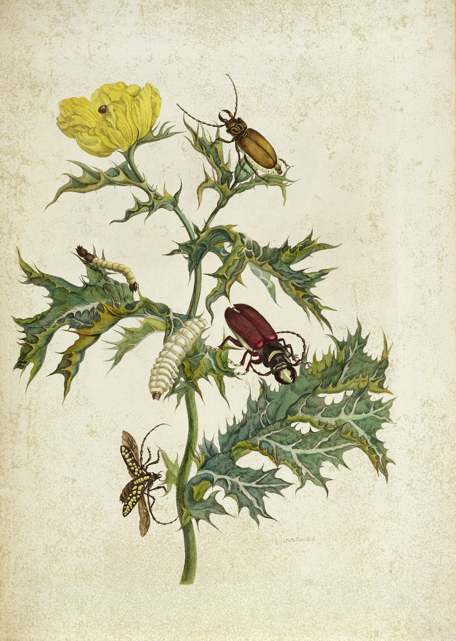 Cardos Spinosus：甲虫和毛毛虫，来自&39;Over de Voorteling&39;的盘子，1730年 作者 玛丽亚·西比拉·梅里安