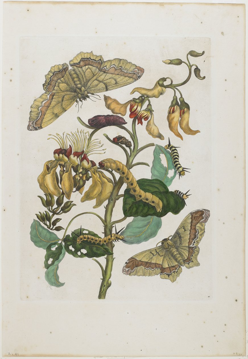 毛毛虫，蝴蝶和花，1705-71（手工蚀刻和雕刻） 作者 玛丽亚·西比拉·梅里安