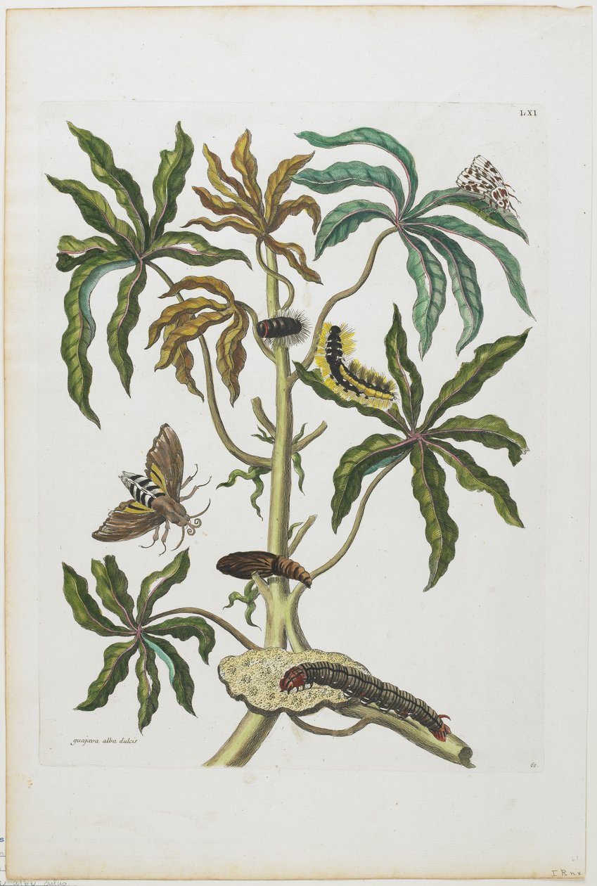 毛虫和昆虫与叶子，1705-71（手工蚀刻和雕刻） 作者 玛丽亚·西比拉·梅里安