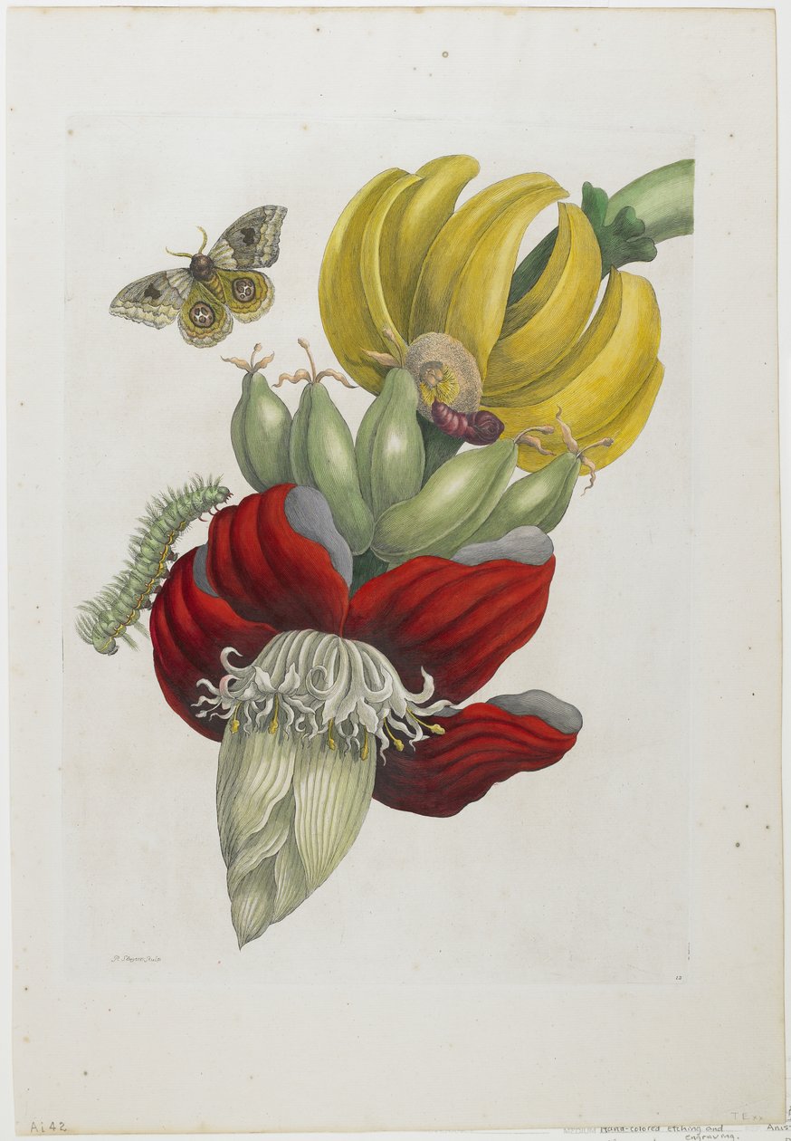 香蕉花序，1705（手工蚀刻和雕刻） 作者 玛丽亚·西比拉·梅里安