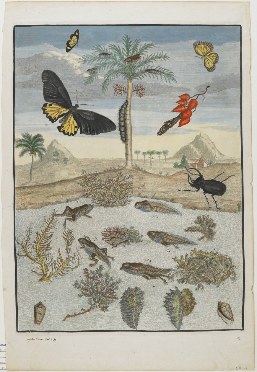 带有岛屿背景的昆虫和鱼，1705-71（手工蚀刻和雕刻） 作者 玛丽亚·西比拉·梅里安