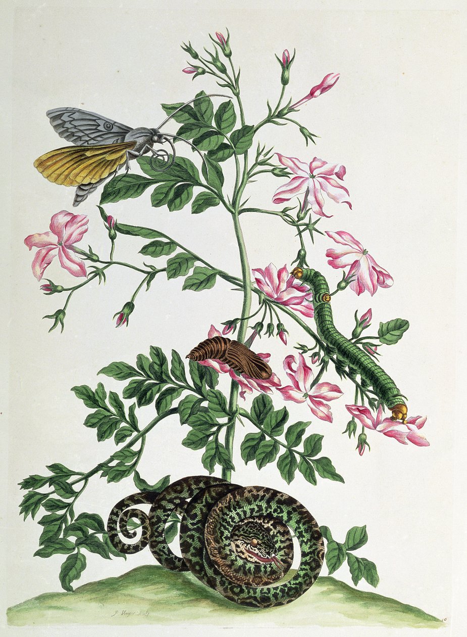茉莉花：蛇，蛾，蚂蚱和蛹，来自`Over de Voorteeling&39;的板块46，1730 作者 玛丽亚·西比拉·梅里安