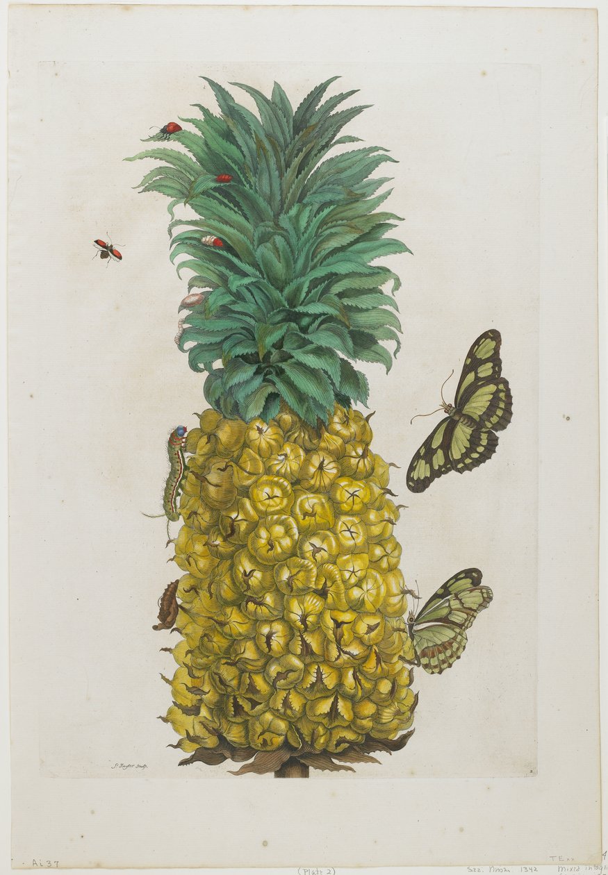 成熟的菠萝与蝴蝶，1705-71（手工蚀刻和雕刻） 作者 玛丽亚·西比拉·梅里安