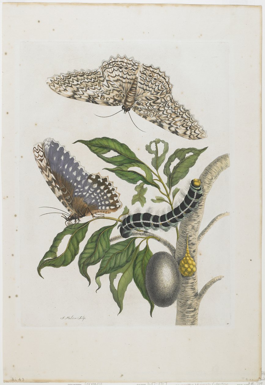 飞蛾，毛毛虫和植物，1705-71（手工蚀刻和雕刻） 作者 玛丽亚·西比拉·梅里安