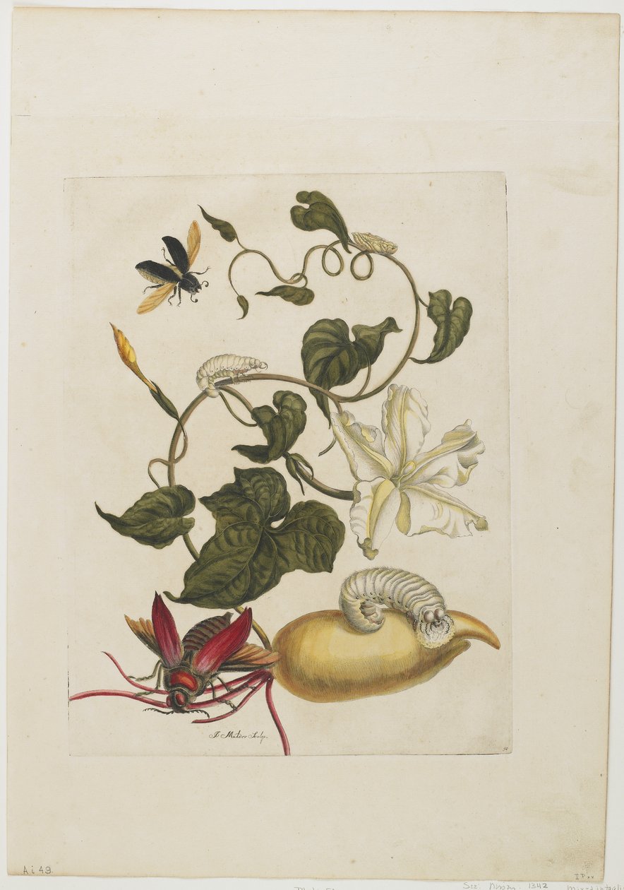 红甲虫，白色牵牛花，1705-71（手工蚀刻和雕刻） 作者 玛丽亚·西比拉·梅里安