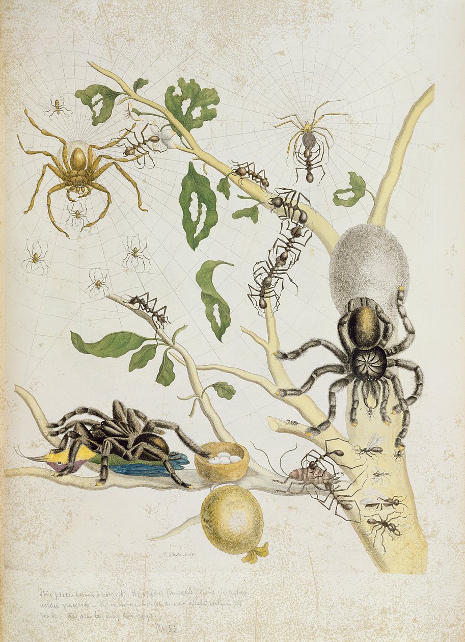 蜘蛛：Mygole，1730年来自&39;Over de Voorteeling&39;的18号盘 作者 玛丽亚·西比拉·梅里安