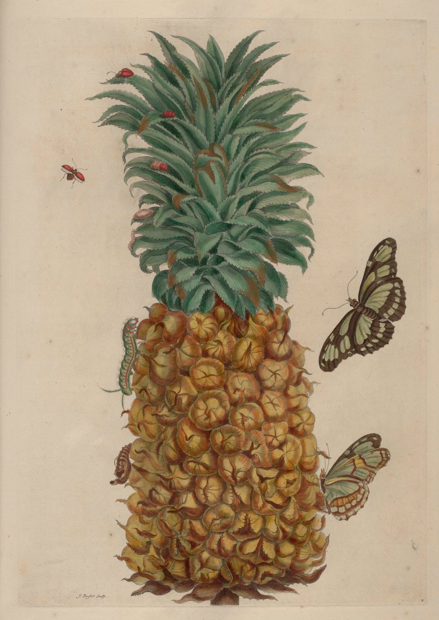 菠萝和蟑螂，从变形insectorum苏里南的插图 作者 玛丽亚·西比拉·梅里安