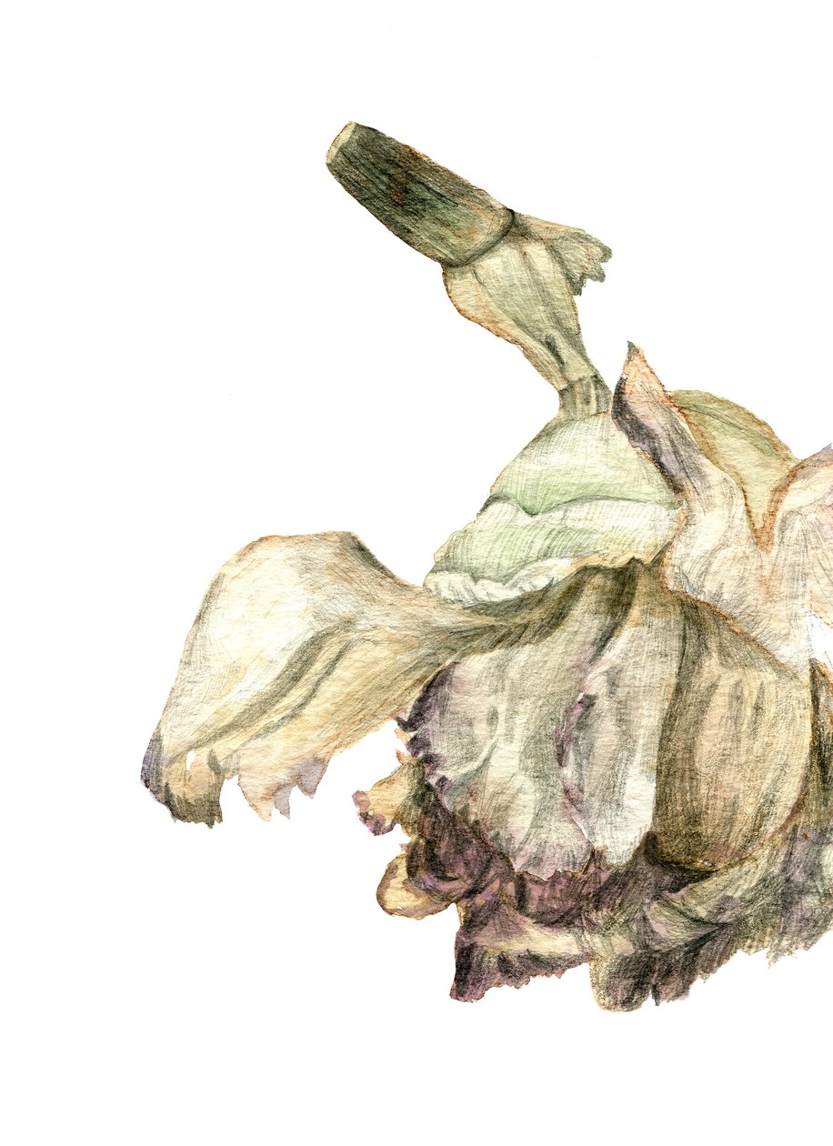 康乃馨花，2018 年 作者 玛丽亚·巴西亚