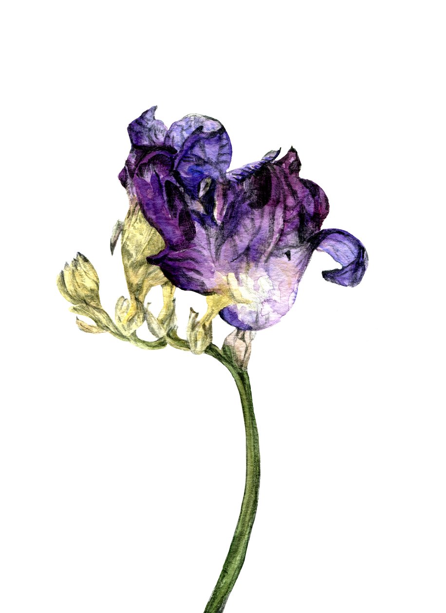 小苍兰花，2018 年 作者 玛丽亚·巴西亚