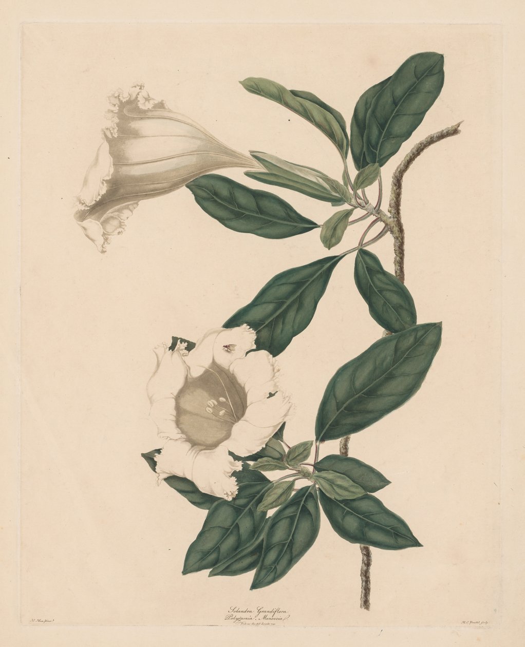 Chalice Vine, 1790年。 作者 玛丽亚·卡特琳娜·普雷斯特尔
