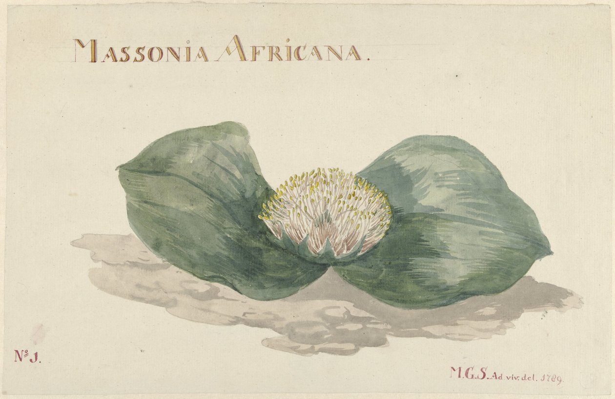 布卢姆《非洲马索尼亚》（Bloem Massonia Africana
MASSONIA AFRICANA（物品上的标题） 作者 Maria Geertruida Barbier 的 Snabilié