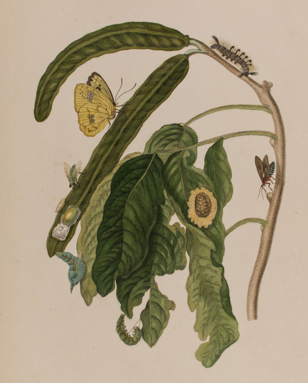 插图来自 "Metamorphosis insectorum Surinamensium.Ofte Verandering der Surinaamsche Insecten》，1705年出版（彩色雕刻）。 作者 玛丽亚·西比拉·格拉夫（后）梅里安