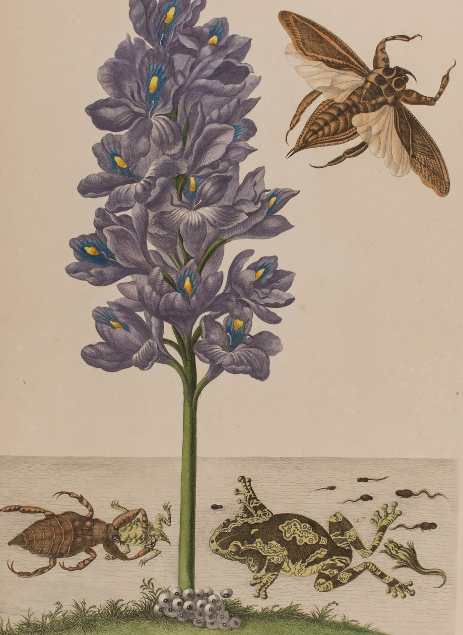 插图来自 "Metamorphosis insectorum Surinamensium.Ofte Verandering der Surinaamsche Insecten》，1705年出版（彩色雕刻）。 作者 玛丽亚·西比拉·格拉夫（后）梅里安