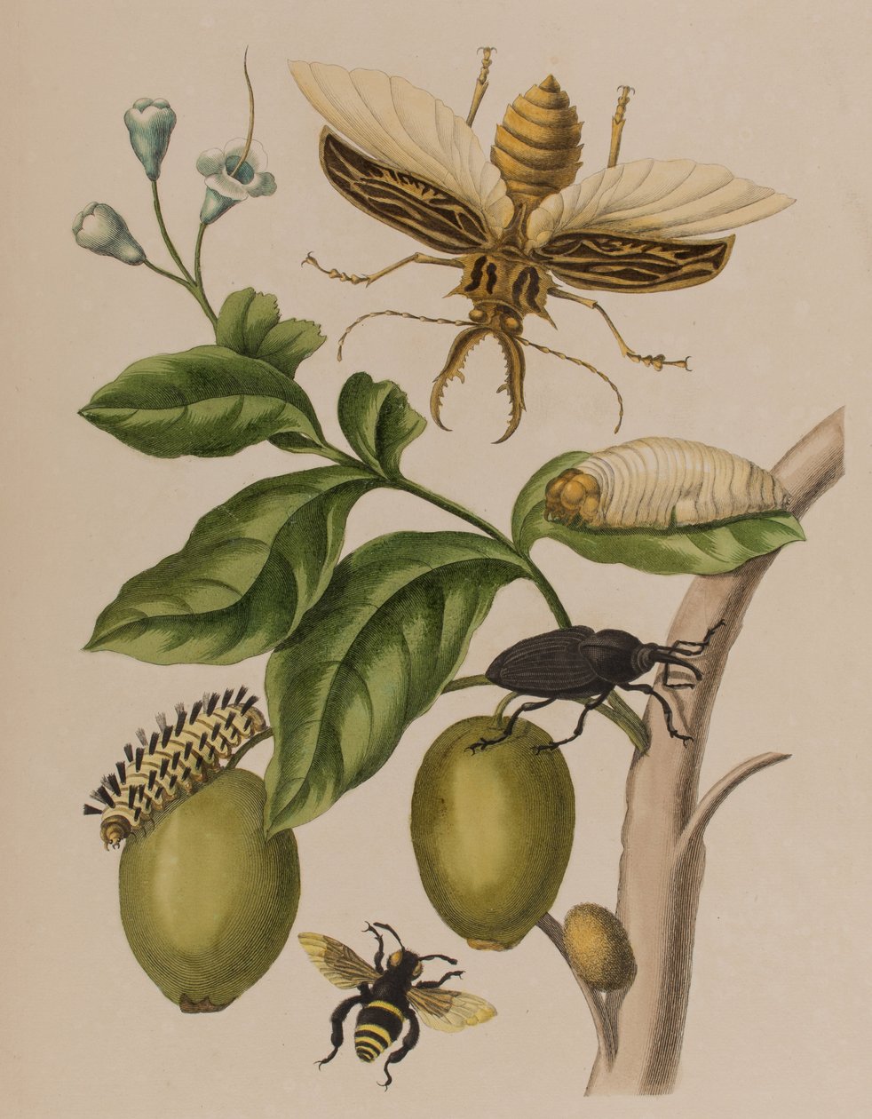 插图来自 "Metamorphosis insectorum Surinamensium.Ofte Verandering der Surinaamsche Insecten》，1705年出版（彩色雕刻）。 作者 玛丽亚·西比拉·格拉夫（后）梅里安