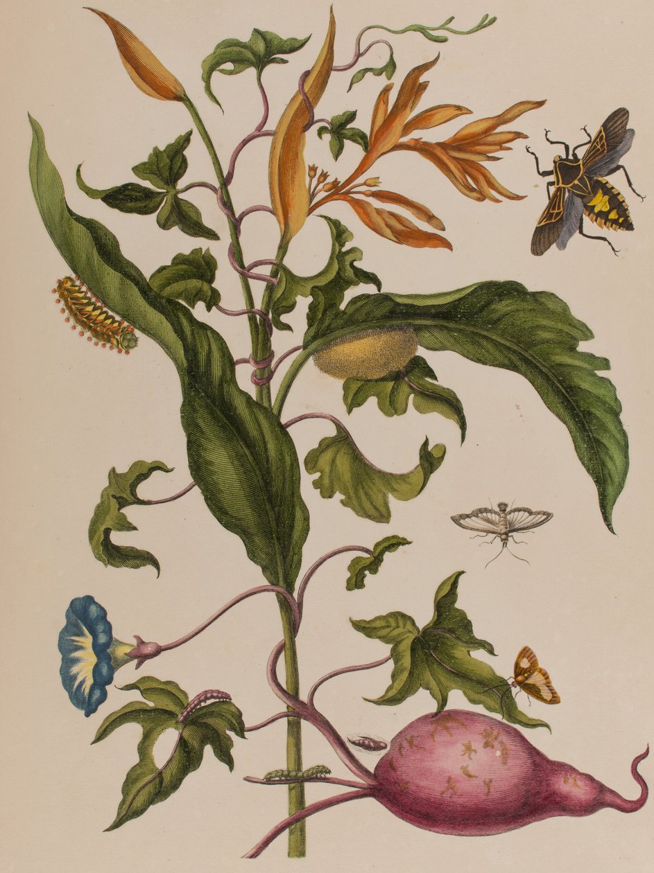 插图来自 "Metamorphosis insectorum Surinamensium.Ofte Verandering der Surinaamsche Insecten》，1705年出版（彩色雕刻）。 作者 玛丽亚·西比拉·格拉夫（后）梅里安