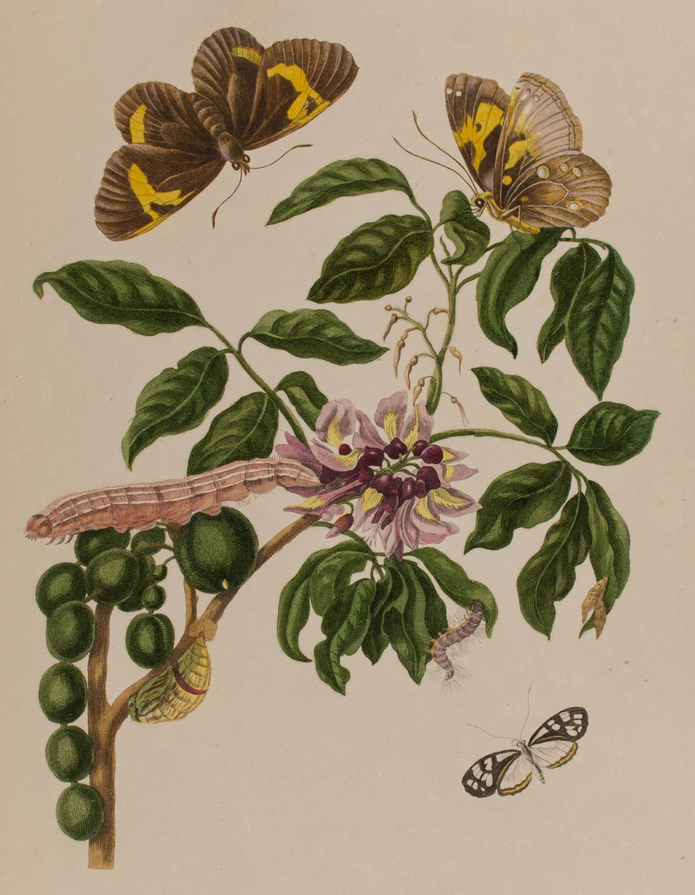 插图来自 "Metamorphosis insectorum Surinamensium.Ofte Verandering der Surinaamsche Insecten》，1705年出版（彩色雕刻）。 作者 玛丽亚·西比拉·格拉夫（后）梅里安