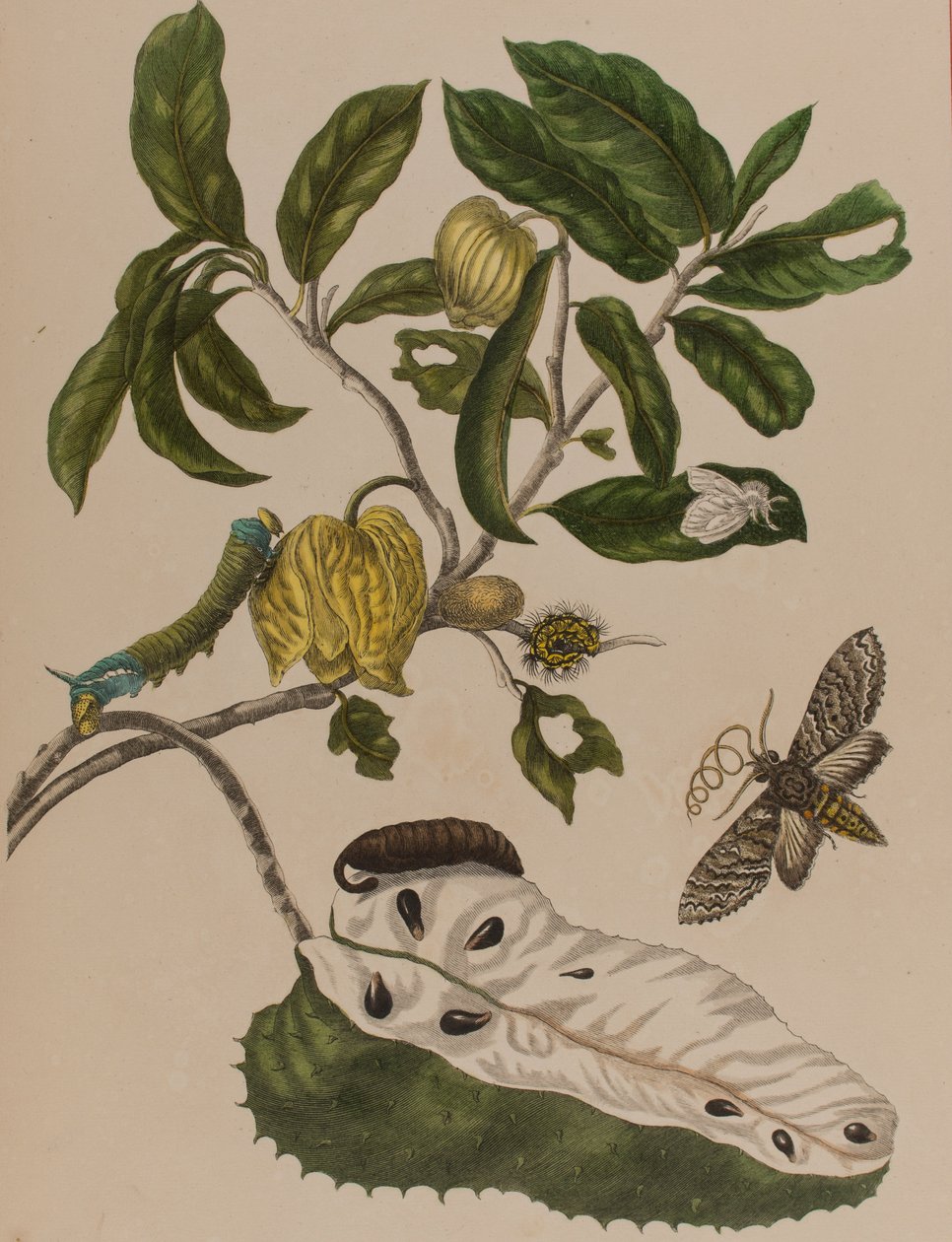 插图来自 "Metamorphosis insectorum Surinamensium.Ofte Verandering der Surinaamsche Insecten》，1705年出版（彩色雕刻）。 作者 玛丽亚·西比拉·格拉夫（后）梅里安